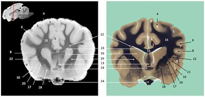 Ex vivo susceptibility-weighted imaging anatomy of canine brain–comparison of imaging and histological sections